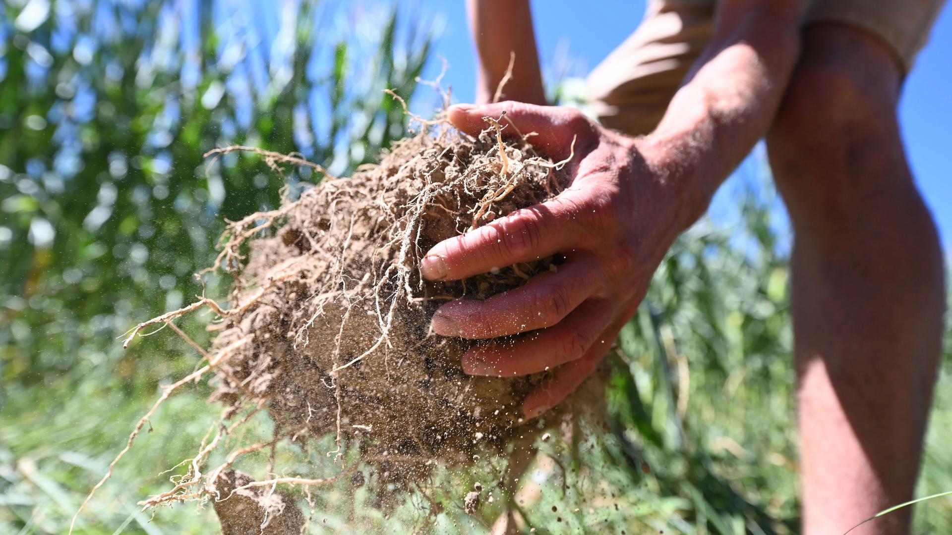 Eine Hand hält vor einem Maisfeld humusreiche Erde.