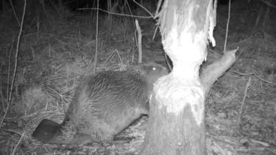 Wildtierkamera Blitzerfoto: Ein Biber vor wenigen Wochen mit der Wildtierkamera bei der „Nachtschicht“ aufgenommen. 