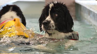 Geschäftsführerin Anja Bulle bietet eine Tages- und 24 Stundenpflege im „dog inn baden“ im Baden-Airpark