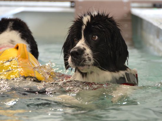 Geschäftsführerin Anja Bulle bietet eine Tages- und 24 Stundenpflege im „dog inn baden“ im Baden-Airpark