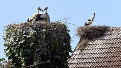 In Stollhofen, ein Ortsteil von Rheinmünster, halten sich Störche in ihrem Nest auf. 
