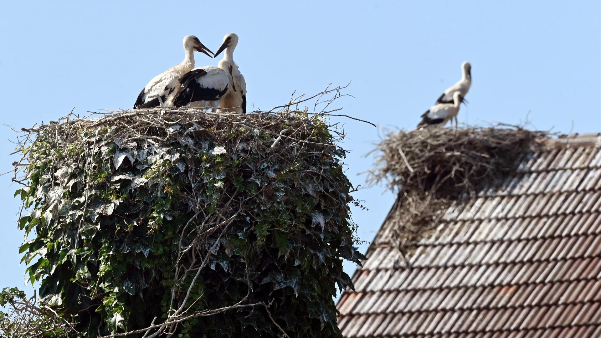 In Stollhofen, einem Ortsteil von Rheinmünster, halten sich Störche in ihrem Nest auf. 