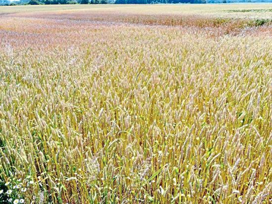 Der Weizenanbau im PFC-Land unterliegt eindeutigen Anbauempfehlungen. Auf belasteten Flächen sollte er nicht mehr angebaut werden.