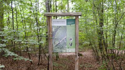 Rund 79 Hektar des Gaggenau Stadtwaldes sind schon heute als Waldrefugien ausgewiesen.