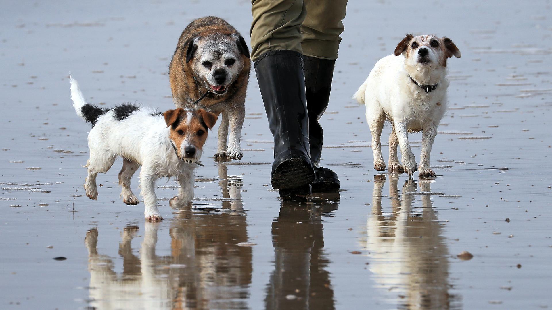 Ein Mann geht mit seinen Hunden am Camber Sands Strand Gassi. +++ dpa-Bildfunk +++