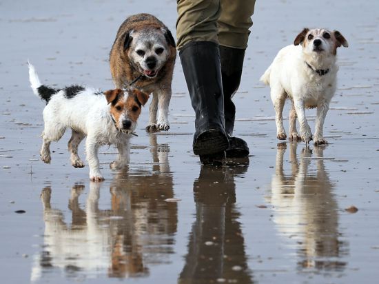 Ein Mann geht mit seinen Hunden am Camber Sands Strand Gassi. +++ dpa-Bildfunk +++