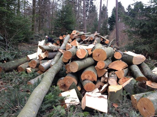 Eine große Menge Buchenholz-Schlagraum liegt gesägt und lose gestapelt im Wald.