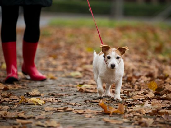 Eine Person mit roten Gummistiefeln geht mit Hund in einem mit Laub bedeckten Park.