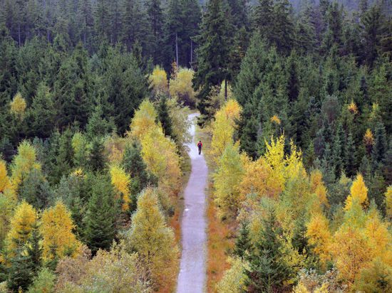 Ein Wanderer geht am 22.10.2013 beim Naturschutzzentrum Kaltenbronn (Baden-Württemberg) im Schwarzwald einen Weg entlang, an dem herbstlich verfärbte Bäume stehen. Foto: Uli Deck/dpa +++(c) dpa - Bildfunk+++