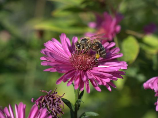 Biene auf Asternblüte 