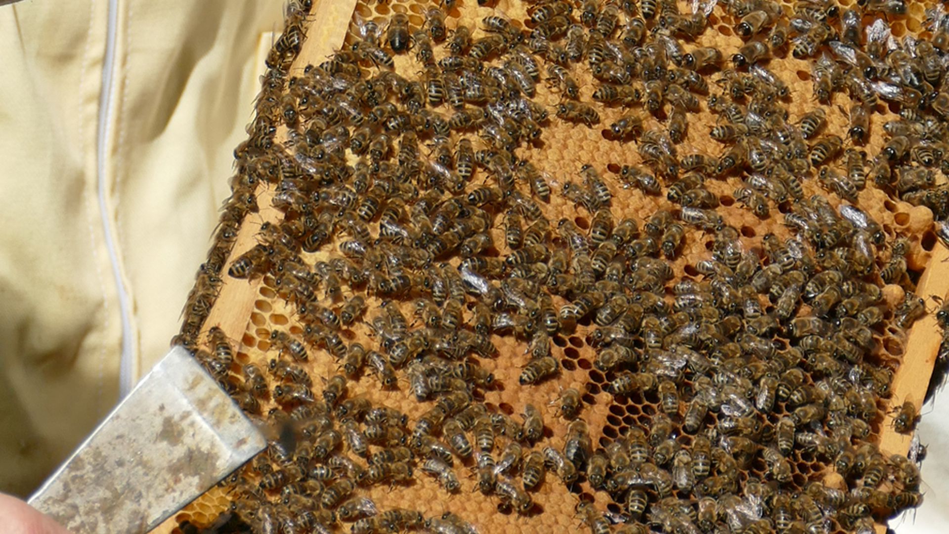 Im Sommer wuselt es im Bienenstock. Die fleißigen Tiere sammeln in den Waben Pollen und Nektar und machen daraus Honig. Das Foto ist im Sommer entstanden.