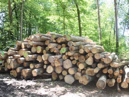 aufgestapeltes Holz im Gaggenauer Stadtwald