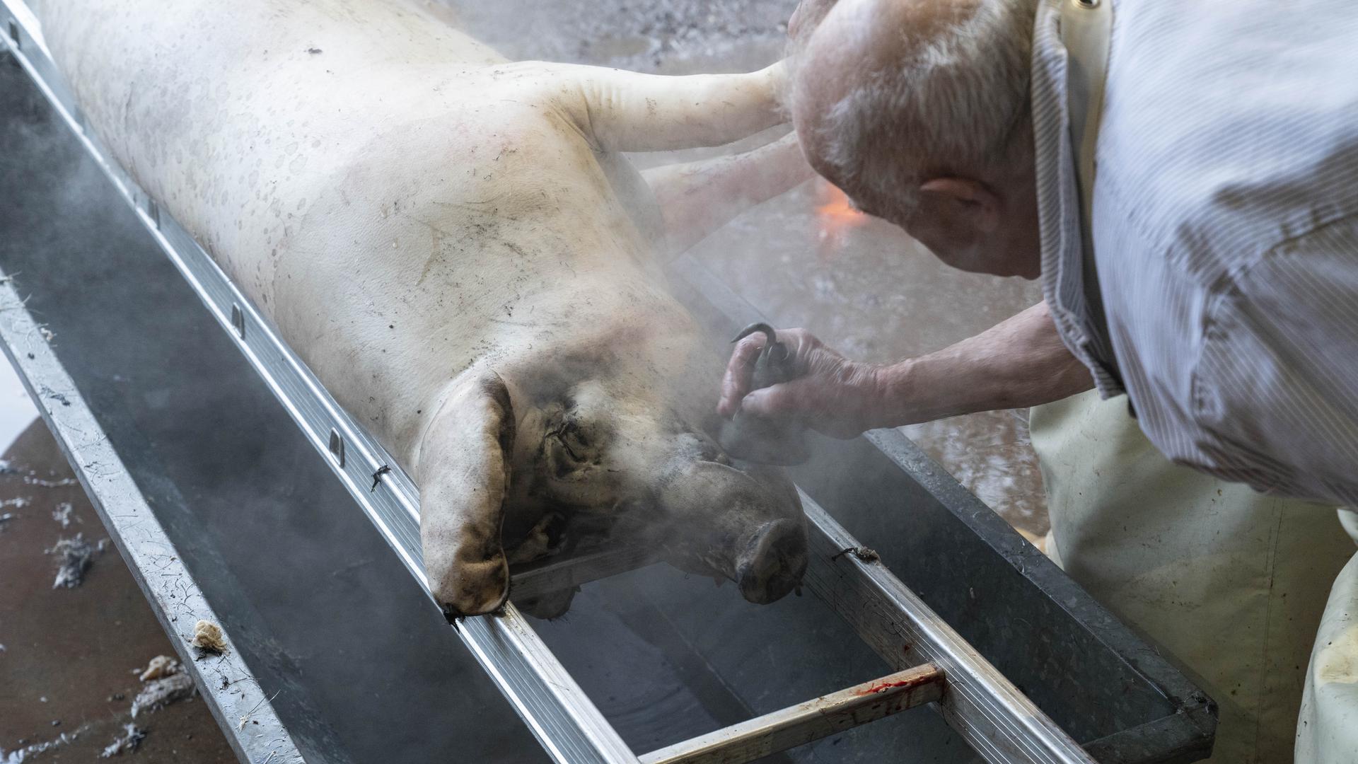 Hausschlachtung Schwein Michelbach