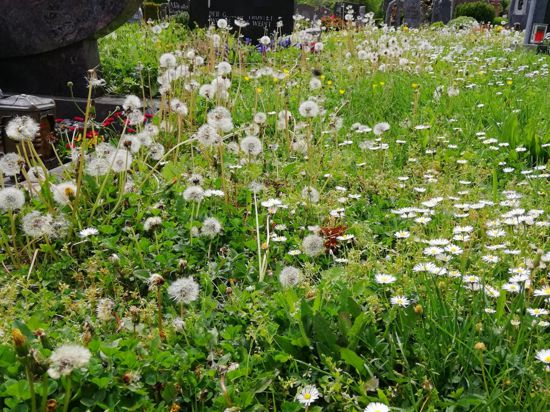 Hohes Gras wächst neben den Grabsteinen auf dem Friedhof in Selbach