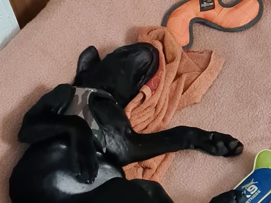 ein schwarzer Hundwelpe liegt auf dem Rücken schlafend in seinem Körbchen
