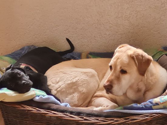 ein schwarzer Welpe und ein blonder Labrador liegen gemeinsam in einem Hundekörbchen