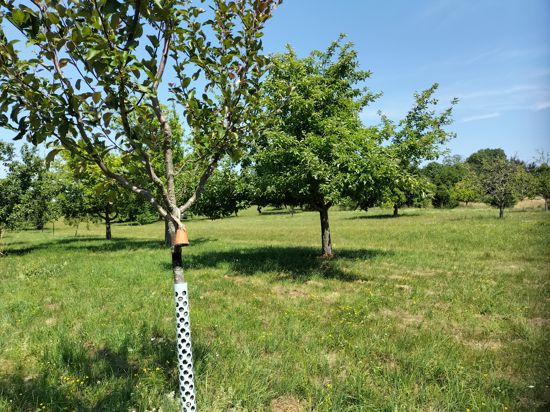 Junge Obstbäume mit Verbissschutz auf einer gemähten Streuobstwiese in der Vorbergzone bei Bad Rotenfels.