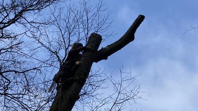 Ein Baumpfleger sägt den letzten Rest einer Baumkrone in luftiger Höhe ab