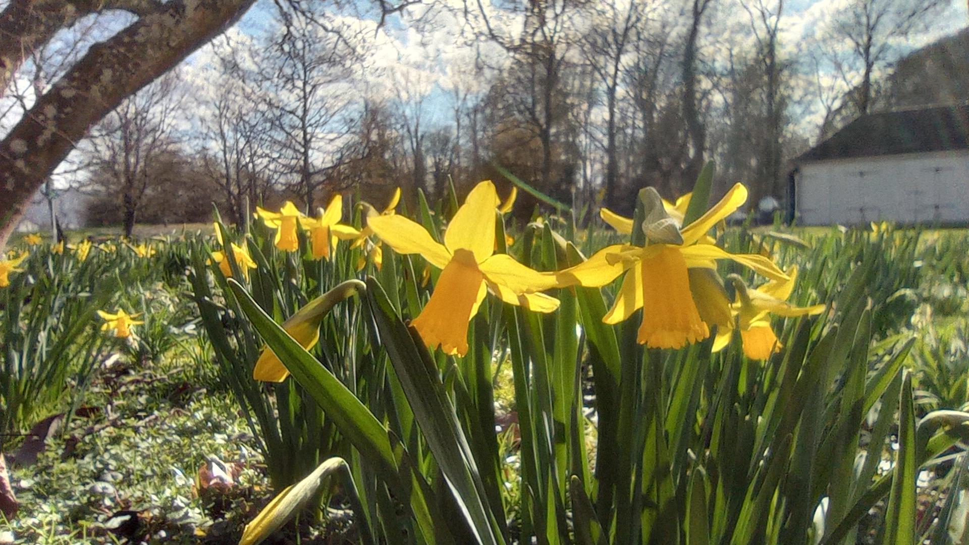 Frühlingsboten: Die Blumen blühen im März in Bad Rotenfels. 