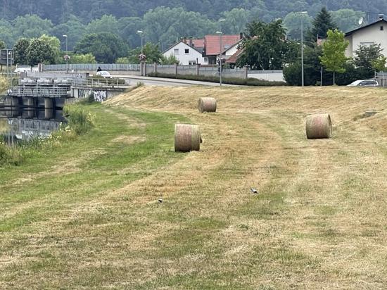 Von Verfüttern bis Verbrennen ist vieles möglich: Ob das Gras entlang der Murg als Futter geeignet ist, bezweifelt Sebastian Weisenburger vom Landwirtschaftsamt. 