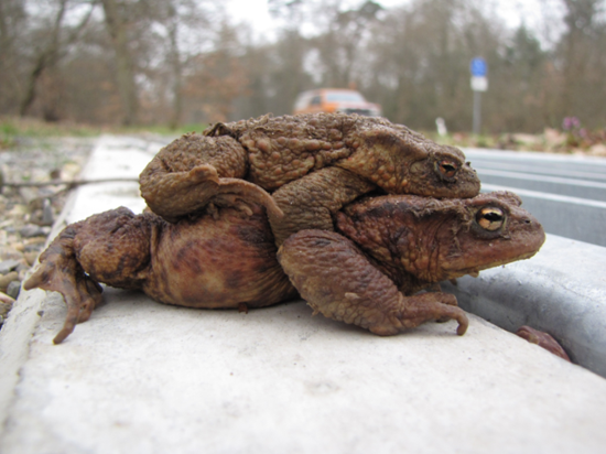 Straßen sind massive Hindernisse für Amphibien auf Wanderung. Wenn der Asphalt warm ist, ruhen sie sich sogar darauf aus.