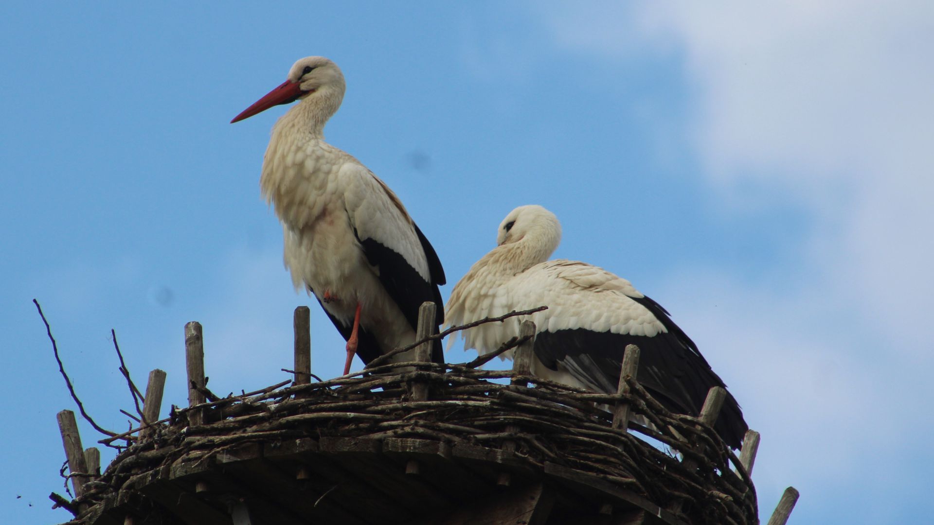Zwei Störche sitzen in einem Nest in Gaggenau-Bad Rotenfels. 