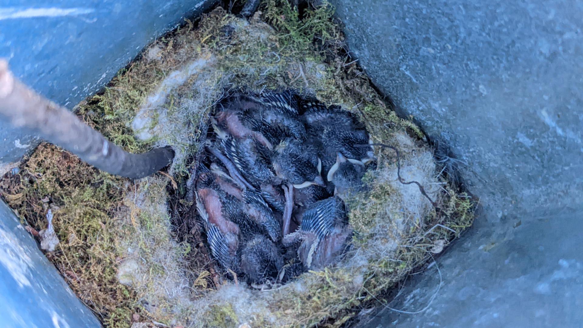 Mehrere Vogelküken in einem Nest