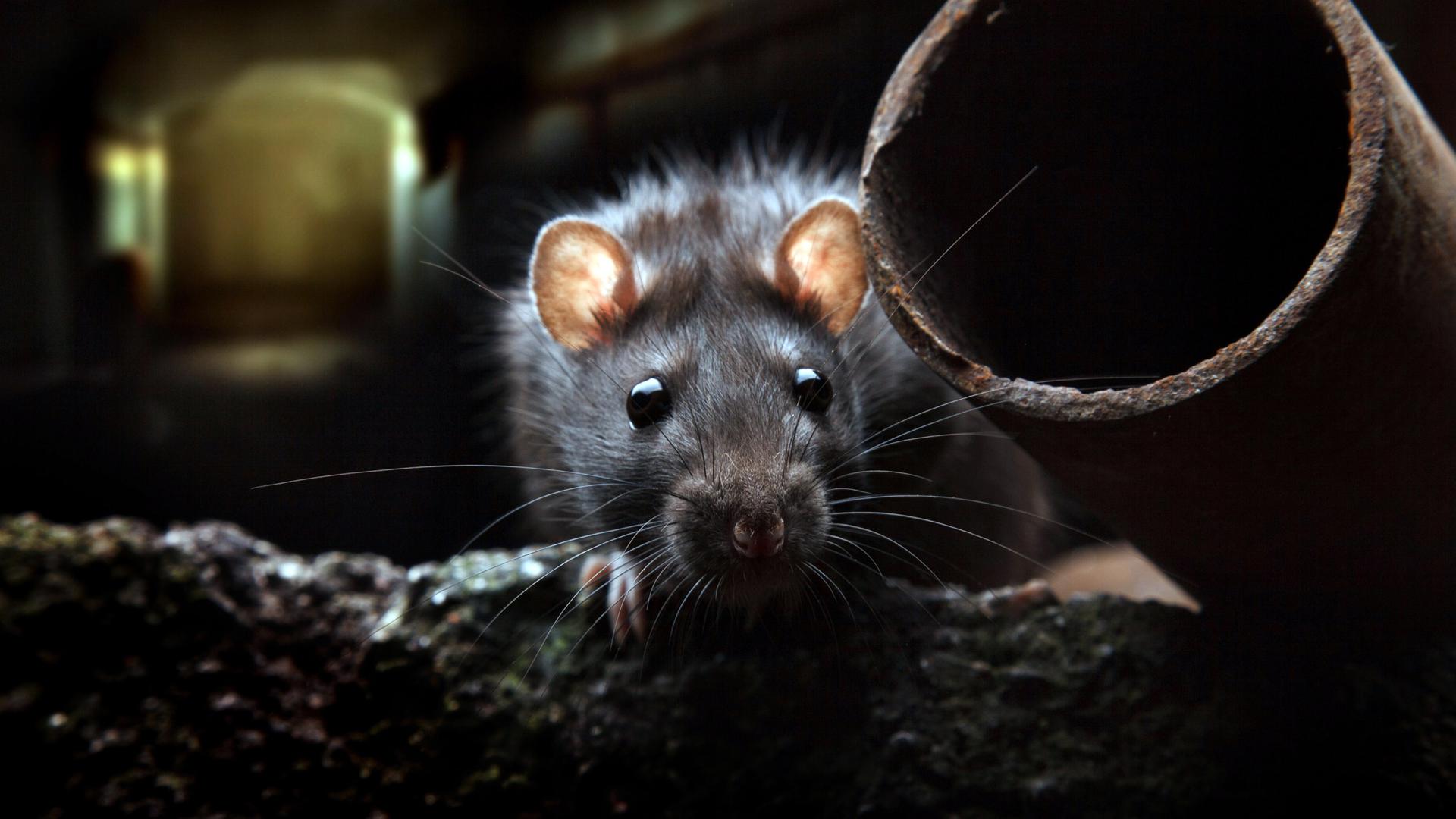 Die Nager fühlen sich besonders im Untergrund wohl. In Gaggenau kostet die Rattenbekämpfung jetzt das Dreifache. 