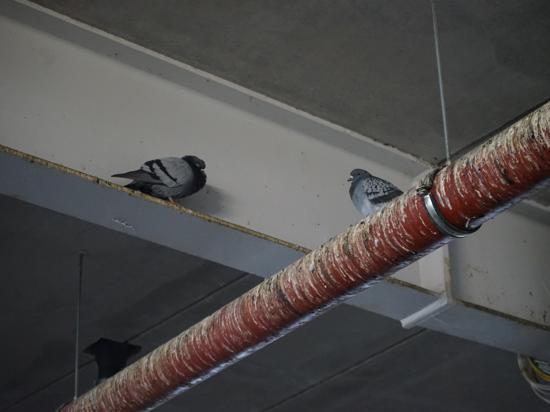 Zwei Tauben sitzen auf einem Rohr im Gaggenauer Murgtal-Center
