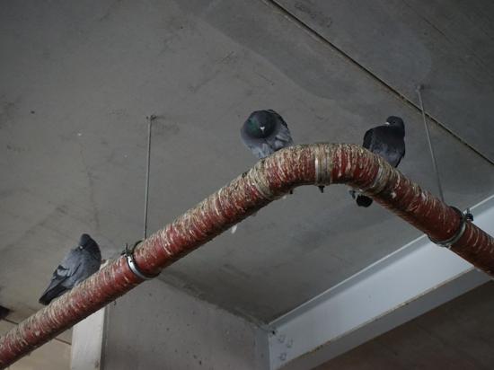 Drei Tauben sitzen auf einem Rohr im