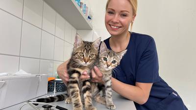 Charlotte Willuhn zeigt zwei getigerte Jungkatzen, die sie gerne wie andere Tiere in liebevolle Hände abgeben möchte. 