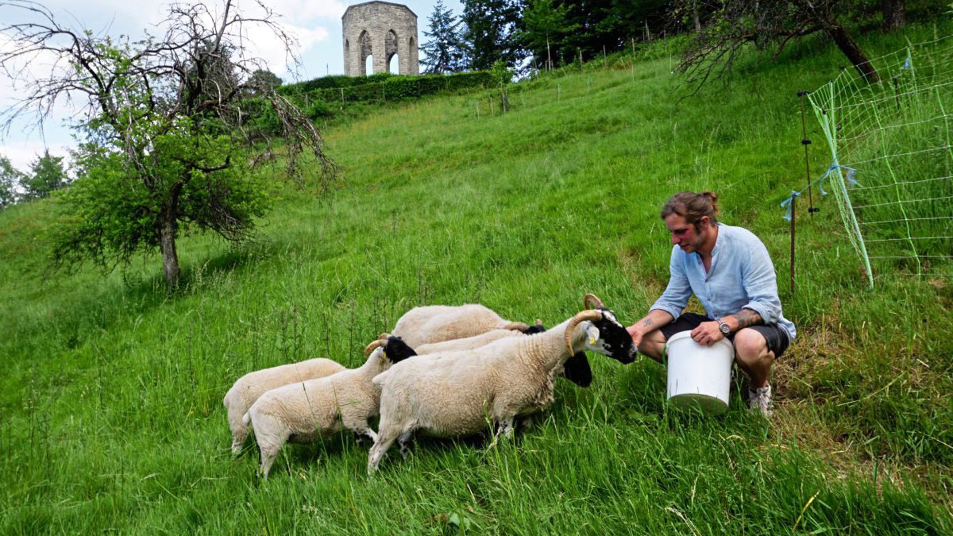 Dominik Sämann füttert eines seiner "Scottish Blackface Schafe".