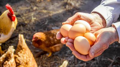 Eine Person hält mehrere Eier in den Händen. Im Hintergrund sind freilaufende Hühner zu sehen. 