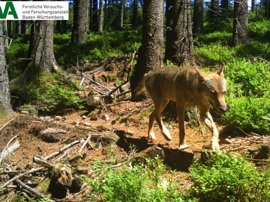 Zugewandert aus der Lüneburger Heide: Wolf GW852m (Aufnahme von 2018) ist bislang allein im Nordschwarzwald unterwegs.