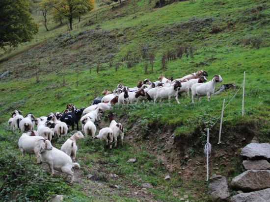 Ziegen und Schafe der Herde von Christian Striebich in Gausbach.