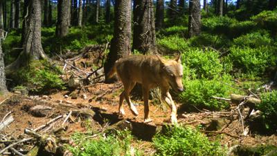Der Grauwolfrüde GW852m streift durch den Wald.
