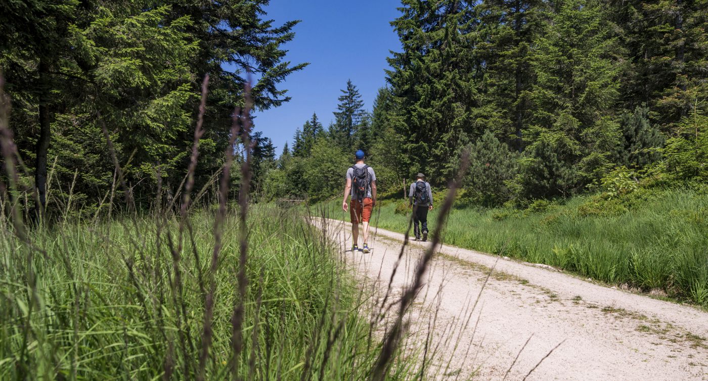 Zwei Männer mit Rucksäcken wandern auf einem Waldweg.