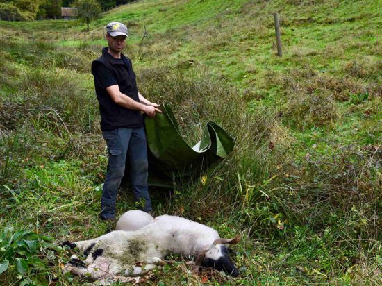 Dieses trächtige Schaf von Christian Striebich in Gausbach fiel im Oktober 2019 dem Angriff des Nordschwarzwälder Wolfs zum Opfer.