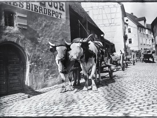 Ein Ochsengespann vor dem Gasthaus zum Bock in der Schlossstraße im Jahr 1891. 