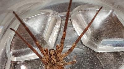 Eine Spinne in einem Glas.