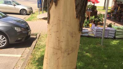 Mehrere 1.000 Euro Schaden: Vandalismus am Baum vor dem Nahkauf.