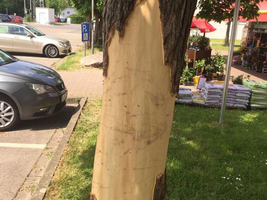 Mehrere 1.000 Euro Schaden: Vandalismus am Baum vor dem Nahkauf.