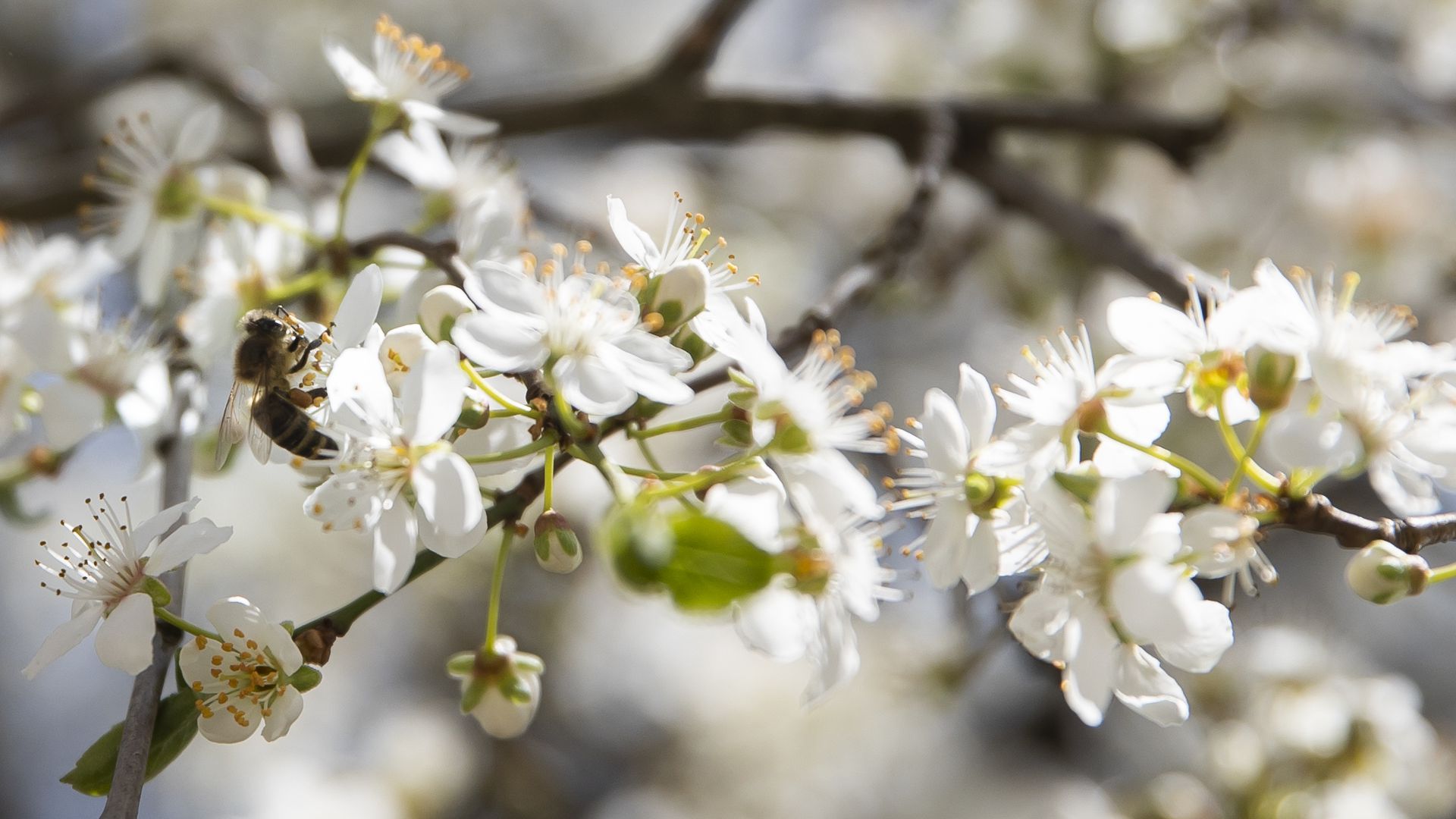 Eine Biene sitzt auf einer Blüte eines Kirschenbaums nahe des Neckars. +++ dpa-Bildfunk +++