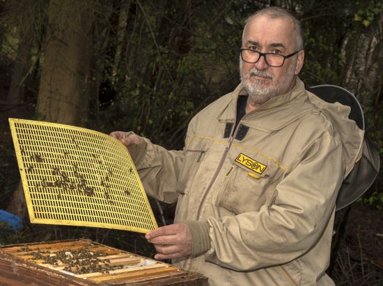 In Sorge: Die Varroamilbe hat den Bienen von Imker Harald Gartner im Winter zugesetzt und die Bestände dezimiert.