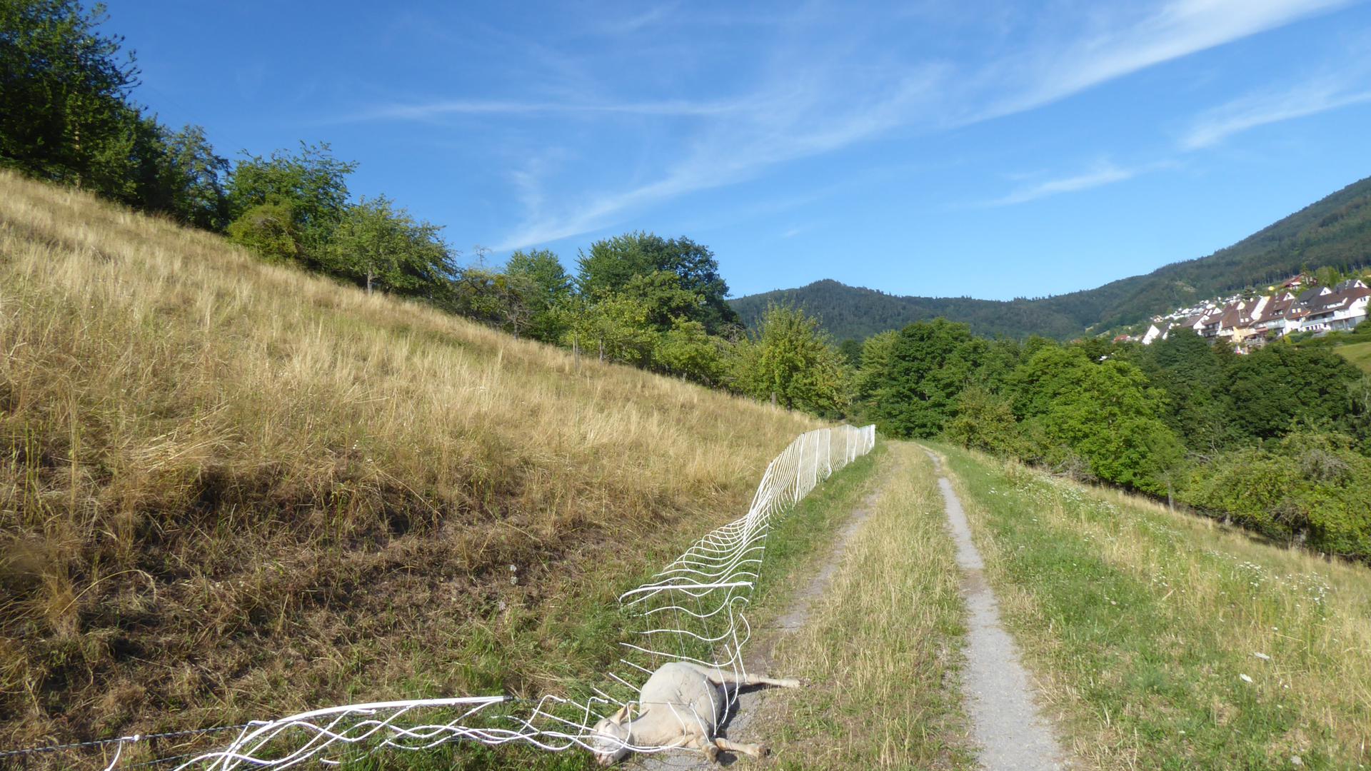 Unfall: Auf dem mittleren Feld-Wald-Wiesenweg zwischen Loffenau und Gernsbach stirbt ein Schaf, nachdem es sich im Zaun verheddert hatte.