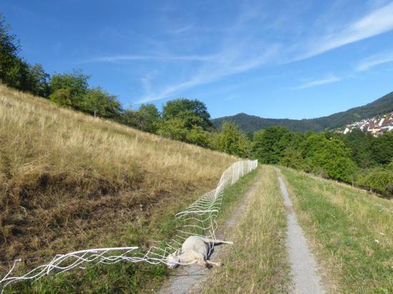 Unfall: Auf dem mittleren Feld-Wald-Wiesenweg zwischen Loffenau und Gernsbach stirbt ein Schaf, nachdem es sich im Zaun verheddert hatte.