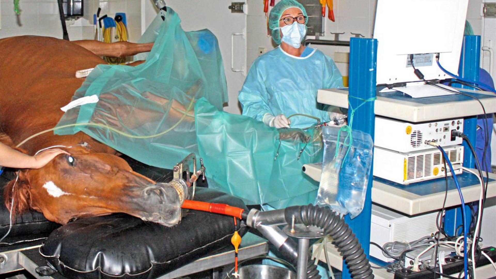In guten Händen: Petra Ohnemus kümmert sich hier um einen ihrer großen Patienten. In einem Operationssaal werden größere Eingriffe vorgenommen.
