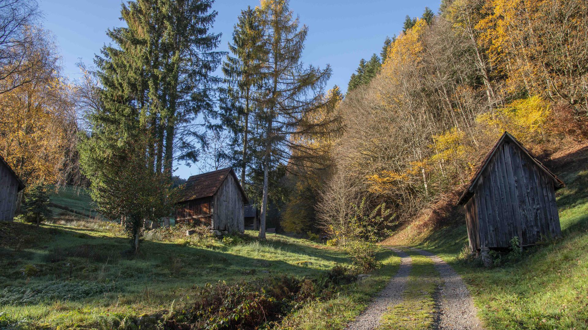 Wald in Weisenbach mit Weg und Heuhütten, Hütten 