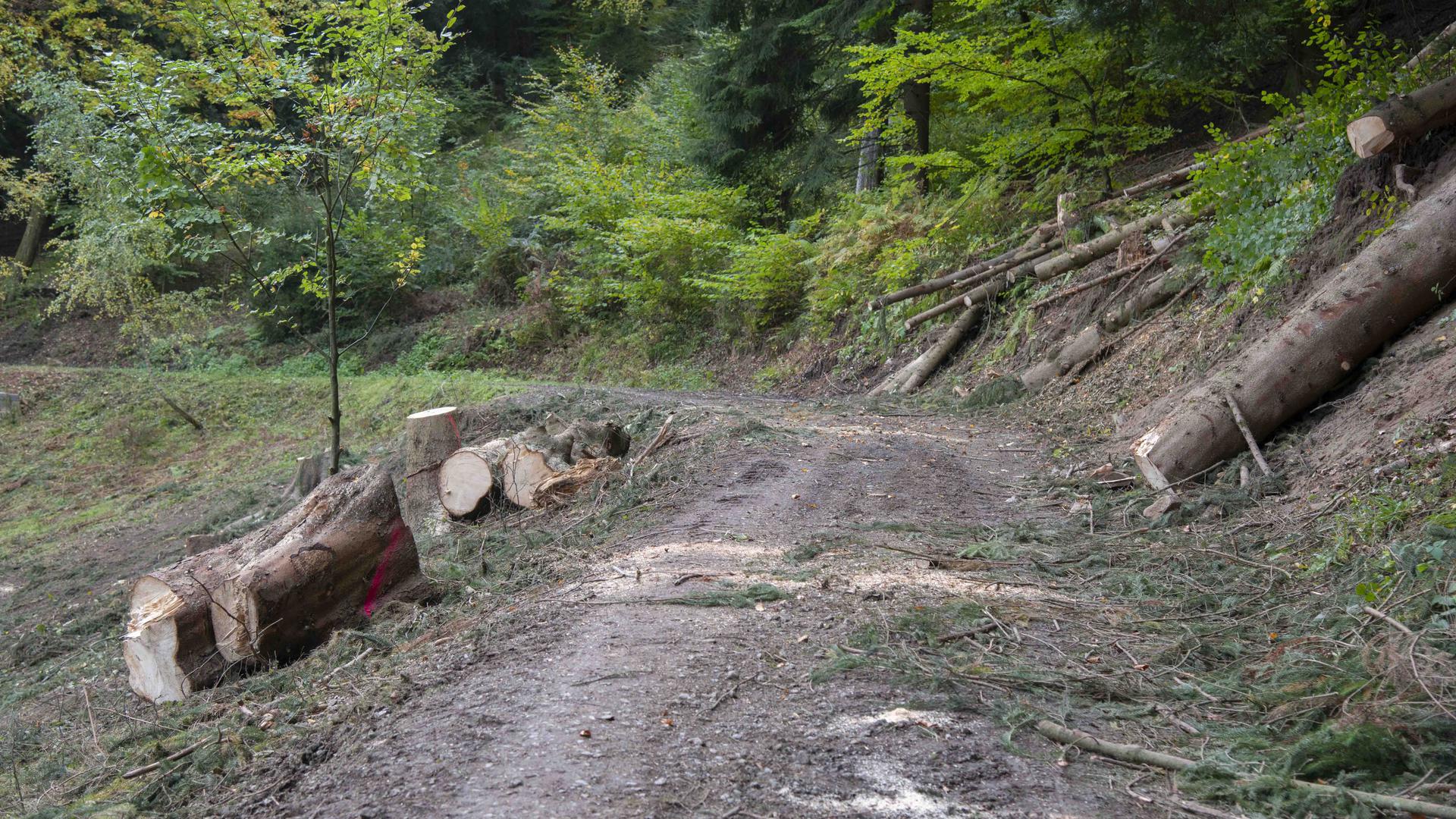 Waldweg im Wald von Weisenbach mit frisch geschlagenen Baumstämmen 