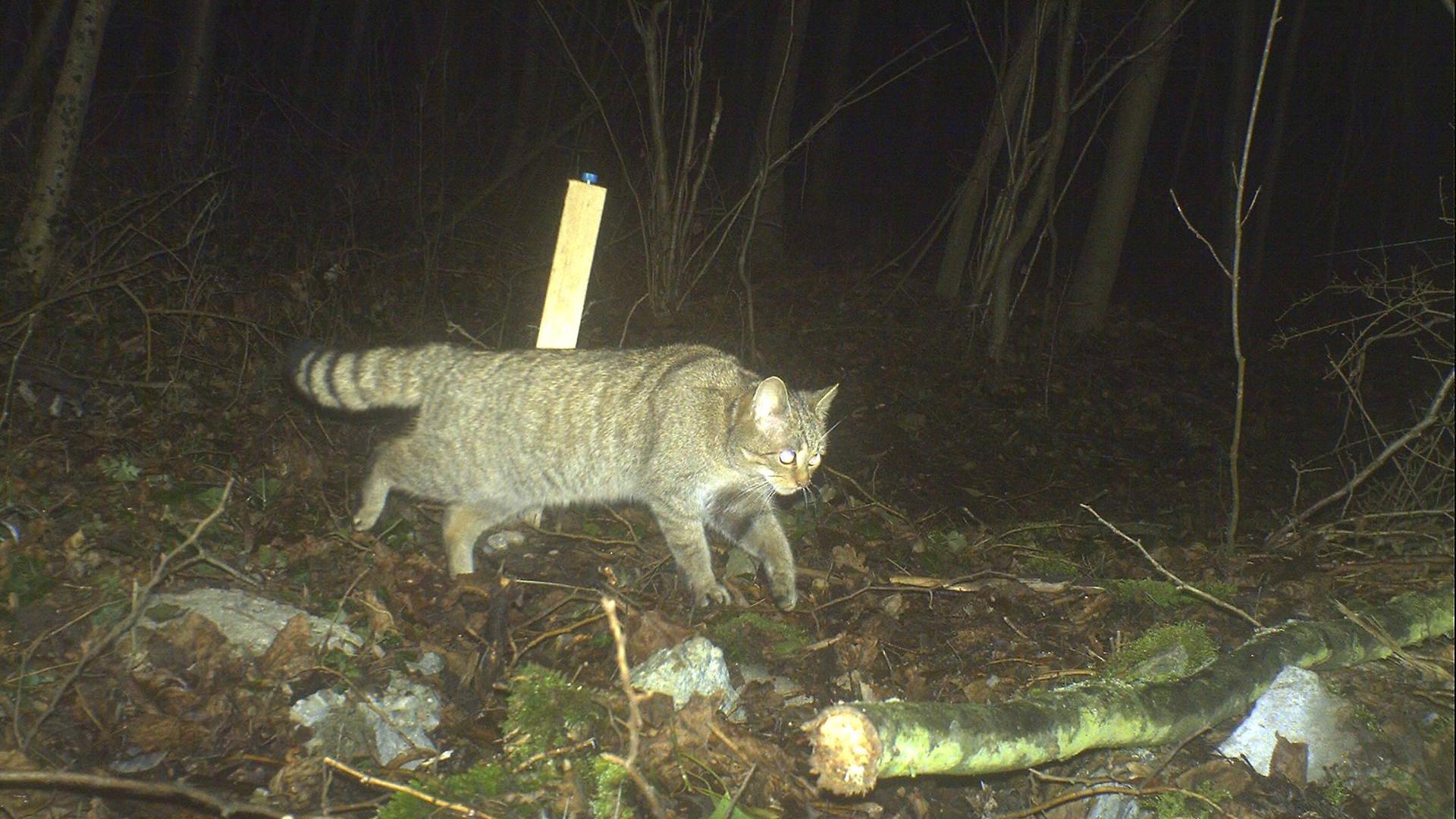 Dafür sind Wildtierkameras gemacht – um Waldbewohner in ihrer natürlichen Umgebung aufzunehmen. Hier hat sich eine Wildkatze ins Bild geschlichen.